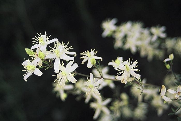 Clematis flammula